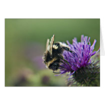 Old Scruffy Bee Card cards