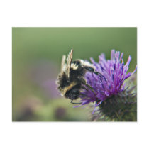 Old Scruffy Bee Postcard postcards