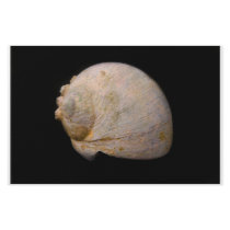 Old sea shell stationery by JeffreySinnock Old sea shell stationery