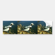 Old Squaw Bumper Stickers