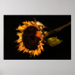 Old Sunflower Poster
