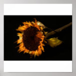 Old sunflower print