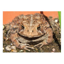 Old Toad ~ ATC business cards