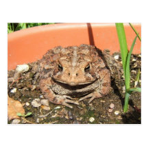 Old Toad ~ postcard