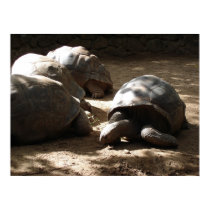 old tortoises posters