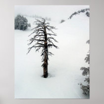 Old tree at Mt. Bachelor Print