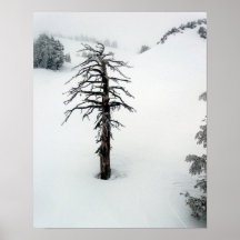 Old tree at Mt. Bachelor Print