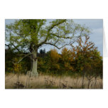 "Old Tree" Card