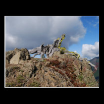 old tree on a mountain postcards