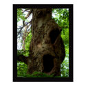 Old tree posters by photomorgana Old tree posters