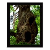 Old tree posters
