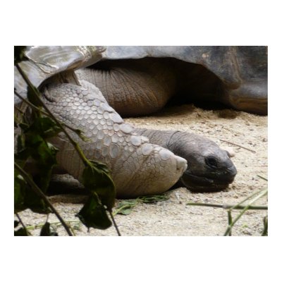 Old Turtle Poster by PhotoDigital