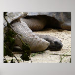 Old Turtle Poster