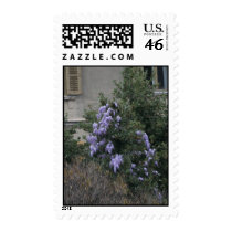 Old Wisteria Stamp