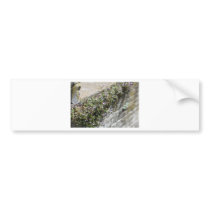 Old World Charm and Romance Bumper Sticker