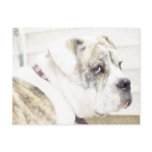 Olde English Bulldogge postcard