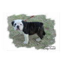 Olde English Bulldogge Puppy posters by rockrollranch Olde English Bulldogge Puppy posters
