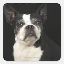 Older Bosten Terrier on black background Square Sticker
