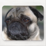 Older Pug Contemplating Life Mouse Pads