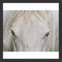 ole blue eyes posters by Digitalwonder ole blue eyes posters