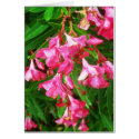 oleander III cards by slinky789 oleander III cards