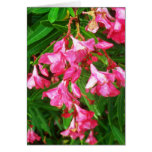 oleander III
