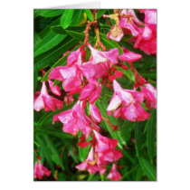 oleander III cards by slinky789 oleander III cards