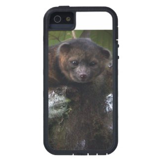 Olinguito (Bassaricyon neblina) new mammal iPhone 5 Case