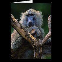 Olive baboon (Papio anubis) cards