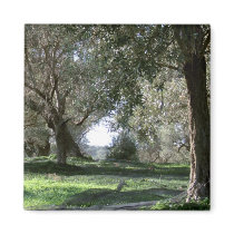 Olive Grove Magnet