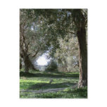 Olive Grove Postcard