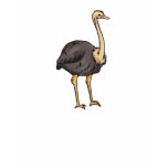 Olive Ostrich