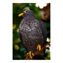 Olive Pigeon Photograph posters