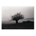 Olive Tree B&W ACEO Artist Trading Cards business cards