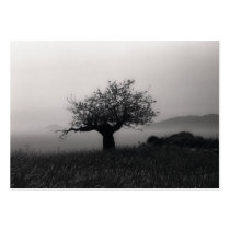 Olive Tree B&W ACEO Artist Trading Cards business cards by SabineSt Olive Tree B&W ACEO Artist Trading Cards business cards