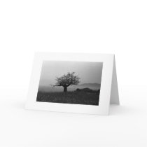 Olive Tree by the Sea cards