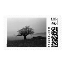 Olive Tree by the Sea postage