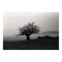 Olive Tree by the Sea Poster posters