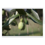 Olive tree in Italy Card