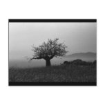 Olive Tree (postcard)