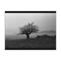 Olive Tree (postcard) by SabineSt Olive Tree (postcard)