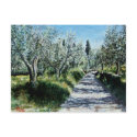OLIVE TREES IN RIMAGGIO postcards