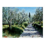 OLIVE TREES IN RIMAGGIO POSTCARD
