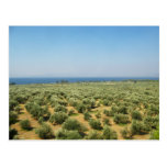 Olive trees postcard