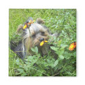 Oliver in the flowers 7-3-2007 magnets