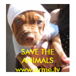 arme, dog, cat, rescue, animal, media, education,