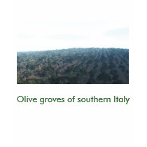 Oliveraie d'Italie du sud(F), Olive groves... t-shirts by Cactus42 Oliveraie d'Italie du sud(F), Olive groves... t-shirts
