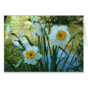 Oliver's Orchard cards by celtxian Oliver's Orchard cards