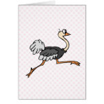 Ollie Ostrich