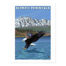 Olympic Peninsula, WashingtonFishing Eagle Post Cards